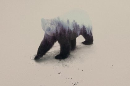 Polar Bear © Andreas Lie